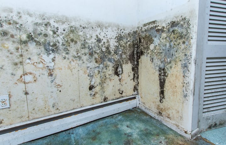 residential mold removal malibu